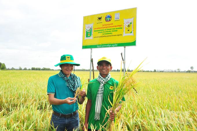 Bộ Nông - Lâm và Ngư nghiệp Campuchia cũng khuyến cáo trong thời gian tới các tỉnh trồng lúa lớn sẽ mở rộng diện tích áp dụng theo quy trình canh tác lúa thông minh. Ảnh: Lê Hoàng Vũ.
