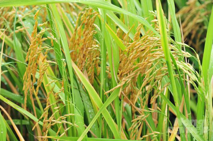Nhờ áp dụng quy trình canh tác lúa thông minh, đã giúp nông dân Campuchia giảm lượng giống gieo sạ gần 150 kg giống/ha. Ảnh: Lê Hoàng Vũ.