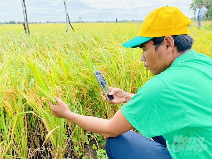 Nhiều nông dân khác trong tỉnh Tà Keo đến chụp hình và quay phim ruộng canh tác lúa thông minh do Công Cổ phần phân bón Bình Điền triển khai. Ảnh: Lê Hoàng Vũ.
